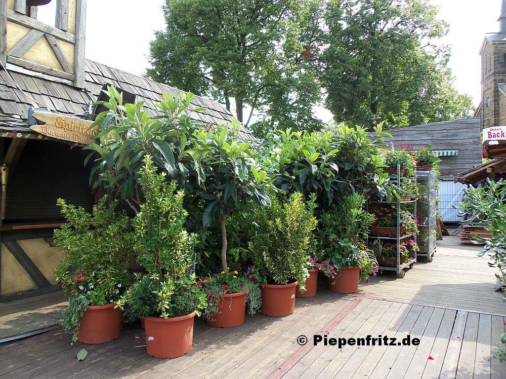 Die Blumen sind auch schon da.